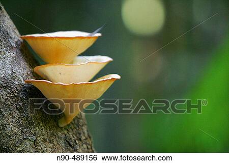 Fungi (Polyporus arcularius). Australia View Large Photo Image Stock Photograph - Fungi (Polyporus arcularius). Australia. Fotosearch