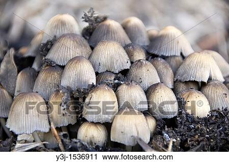 Stock Image - Fungus (Coprinus sp. ). Fotosearch