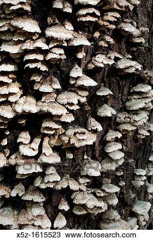 Fungus growing on the side of a tree in the forest View Large Photo Image Stock Image - Fungus growing on the side of a tree in the forest. Fotosearch