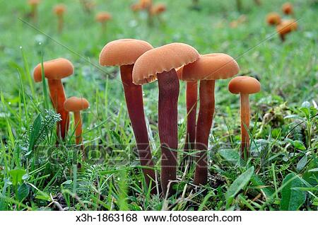fungus, laccaria laccata, Forest of Rambouillet, Yvelines department, Ile-de-France region, France, Europe View Large Photo Image Stock Photo - fungus, laccaria laccata, Forest of Rambouillet, Yvelines department, Ile-de-France region, France, Europe. Fotosearch
