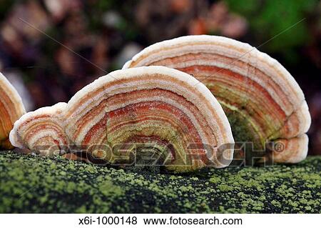 Stock Photo - Fungus Lenzites betulina, fruiting bodies growing on dead tree stem. Fotosearch