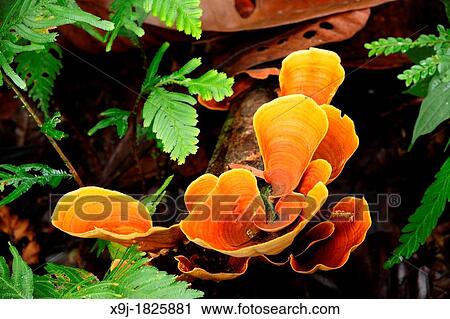 Fungus Mushroom in nature View Large Photo Image Stock Image - Fungus Mushroom in nature. Fotosearch