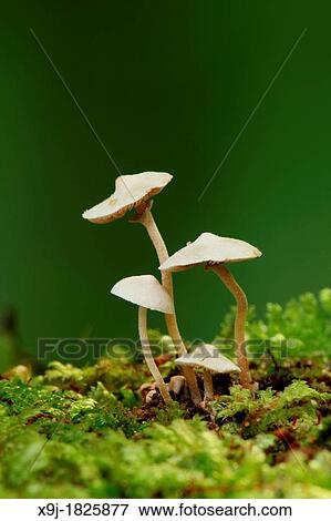Fungus Mushroom in nature View Large Photo Image Stock Photo - Fungus Mushroom in nature. Fotosearch