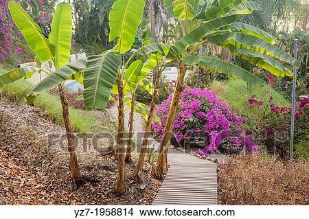 Funky Monkey Lodge property, Santa Teresa. View Large Photo Image Picture - Funky Monkey Lodge property, Santa Teresa.. Fotosearch
