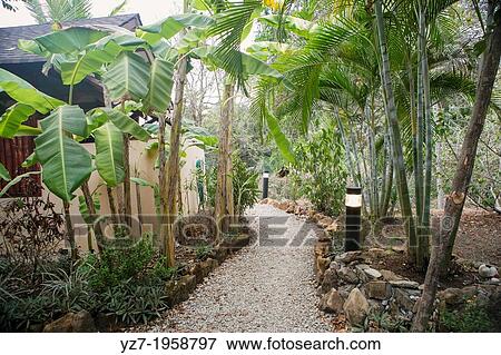 Funky Monkey Lodge, Santa Teresa, Costa Rica. View Large Photo Image Stock Photo - Funky Monkey Lodge, Santa Teresa, Costa Rica.. Fotosearch