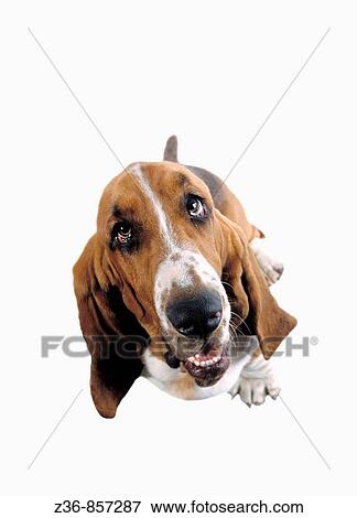 Stock Photo - Funny, Basset. Fotosearch