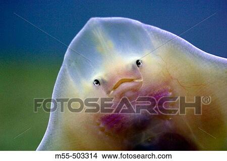 Funy looking skate. Big skate (Raja Binoculata) View Large Photo Image Picture - Funy looking skate. Big skate (Raja Binoculata). Fotosearch