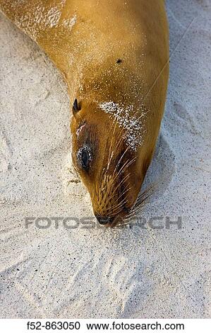 Fur seal, Hood Island, Galapagos Islands, Ecuador View Large Photo Image Stock Image - Fur seal, Hood Island, Galapagos Islands, Ecuador. Fotosearch