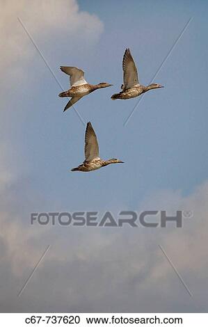 Stock Image - Gadwall (Anas strpera) Drake in Flight over Cley Marsh. Fotosearch