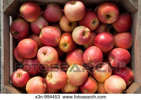Gala Apples at Catoctin Mountain Orchard, Thurmont Maryland View Large Photo Image Stock Image - Gala Apples at Catoctin Mountain Orchard, Thurmont Maryland. Fotosearch