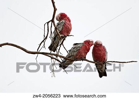 Galahs on a tree. View Large Photo Image Stock Image - Galahs on a tree.. Fotosearch