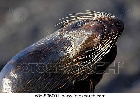 Galapagos fur seal Arctocephalus galapagoensis hauled out on lava flow in the Galapagos Island Archipelago, Ecuador This small pinniped is endemic to the Galapagos Islands only Pacific Ocean View Large Photo Image Stock Image - Galapagos fur seal Arctocephalus galapagoensis hauled out on lava flow in the Galapagos Island Archipelago, Ecuador This small pinniped is endemic to the Galapagos Islands only Pacific Ocean. Fotosearch