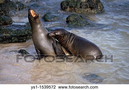 Galapagos Fur Seal, arctocephalus galapagoensis, Adults standing on Beach View Large Photo Image Stock Image - Galapagos Fur Seal, arctocephalus galapagoensis, Adults standing on Beach. Fotosearch