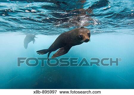 Stock Photo - Galapagos fur seal Arctocephalus galapagoensis playing in the surf on Isabela Island in the Galapagos Island Archipelago, Ecuador This small pinniped is endemic to the Galapagos Islands only Pacific Ocean. Fotosearch