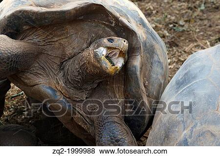 Galapagos giant tortoise (Chelonoidis nigra) with mouth opened, Charles Darwin Research Station, Galapagos Islands National Park, Santa Cruz Island, Galapagos, Ecuador. View Large Photo Image Stock Photo - Galapagos giant tortoise (Chelonoidis nigra) with mouth opened, Charles Darwin Research Station, Galapagos Islands National Park, Santa Cruz Island, Galapagos, Ecuador.. Fotosearch