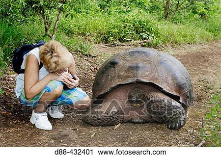 Galapagos Giant Tortoise (Geochelone elephantopus) View Large Photo Image Stock Image - Galapagos Giant Tortoise (Geochelone elephantopus). Fotosearch