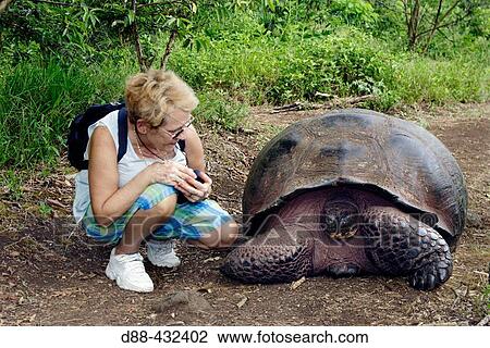 Galapagos Giant Tortoise (Geochelone elephantopus) View Large Photo Image Stock Image - Galapagos Giant Tortoise (Geochelone elephantopus). Fotosearch