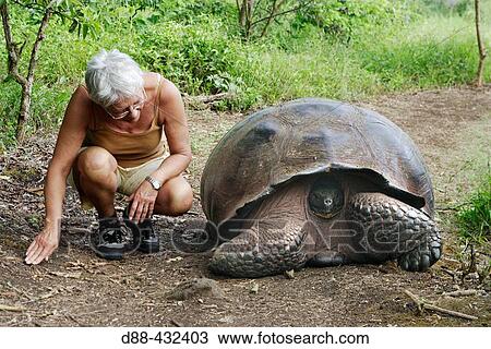 Galapagos Giant Tortoise (Geochelone elephantopus) View Large Photo Image Stock Image - Galapagos Giant Tortoise (Geochelone elephantopus). Fotosearch