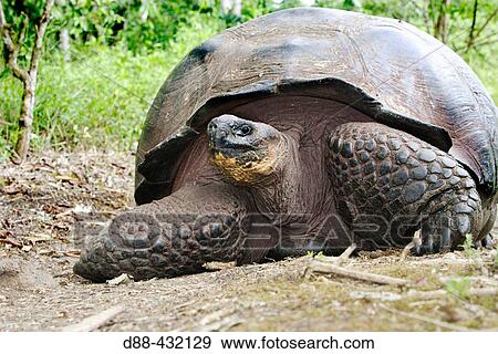 Galapagos Giant Tortoise (Geochelone elephantopus). Galapagos Islands, Ecuador View Large Photo Image Stock Photo - Galapagos Giant Tortoise (Geochelone elephantopus). Galapagos Islands, Ecuador. Fotosearch