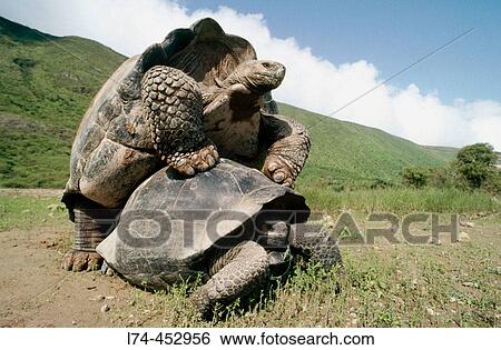 Galapagos Giant Tortoise (Geochelone elephantopus vanderburghi) mating. Alcedo Volcano, Isabela island, Galapagos Islands. Ecuador View Large Photo Image Stock Photograph - Galapagos Giant Tortoise (Geochelone elephantopus vanderburghi) mating. Alcedo Volcano, Isabela island, Galapagos Islands. Ecuador. Fotosearch