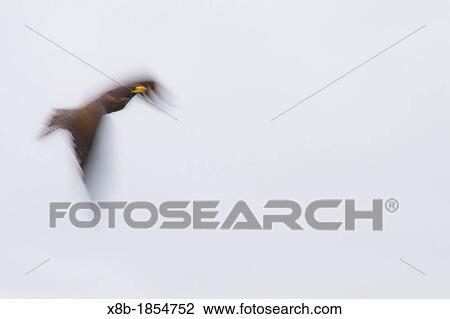 Galapagos hawk Buteo galapagoensis in flight on Espanola Island in the Galapagos Island Archipelago, Ecuador View Large Photo Image Stock Image - Galapagos hawk Buteo galapagoensis in flight on Espanola Island in the Galapagos Island Archipelago, Ecuador. Fotosearch