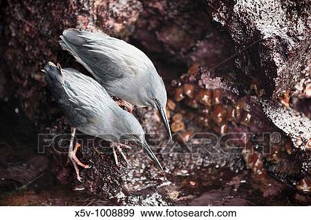 Stock Photo - Galapagos Heron (Butorides sundevalli). Bartolom? island, Galapagos Islands. Ecuador. Fotosearch