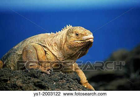 Galapagos Land Iguana, conolophus subcristatus, Adult standing on Rock View Large Photo Image Stock Image - Galapagos Land Iguana, conolophus subcristatus, Adult standing on Rock. Fotosearch
