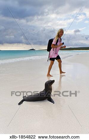 Galapagos sea lion pup Zalophus wollebaeki with photographer CT Ticknor on Gardner beach on Santiago Island in the Galapagos Island Archipelago, Ecuador Model Release CT051912 View Large Photo Image Stock Image - Galapagos sea lion pup Zalophus wollebaeki with photographer CT Ticknor on Gardner beach on Santiago Island in the Galapagos Island Archipelago, Ecuador Model Release CT051912. Fotosearch