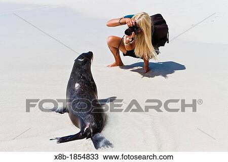 Stock Image - Galapagos sea lion pup Zalophus wollebaeki with photographer CT Ticknor on Gardner beach on Santiago Island in the Galapagos Island Archipelago, Ecuador Model Release CT051912. Fotosearch