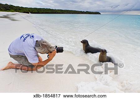 Stock Photo - Galapagos sea lion pup Zalophus wollebaeki with photographer Mark Thiessen on Gardner beach on Santiago Island in the Galapagos Island Archipelago, Ecuador Model Release MT051912. Fotosearch