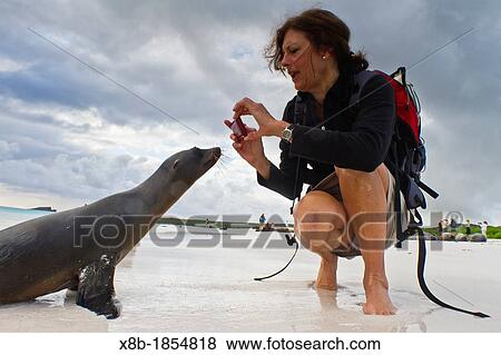 Galapagos sea lion pup Zalophus wollebaeki with photographer Heather Newman on Gardner beach on Santiago Island in the Galapagos Island Archipelago, Ecuador Model Release HN051712 View Large Photo Image Stock Photo - Galapagos sea lion pup Zalophus wollebaeki with photographer Heather Newman on Gardner beach on Santiago Island in the Galapagos Island Archipelago, Ecuador Model Release HN051712. Fotosearch