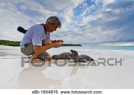 Galapagos sea lion pup Zalophus wollebaeki with photographer Mark Thiessen on Gardner beach on Santiago Island in the Galapagos Island Archipelago, Ecuador Model Release MT051912 View Large Photo Image Stock Photograph - Galapagos sea lion pup Zalophus wollebaeki with photographer Mark Thiessen on Gardner beach on Santiago Island in the Galapagos Island Archipelago, Ecuador Model Release MT051912. Fotosearch