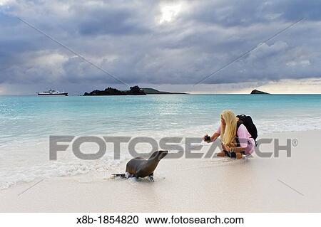 Stock Image - Galapagos sea lion pups Zalophus wollebaeki with photographer CT Ticknor on Gardner beach on Santiago Island in the Galapagos Island Archipelago, Ecuador Model Release CT051912. Fotosearch