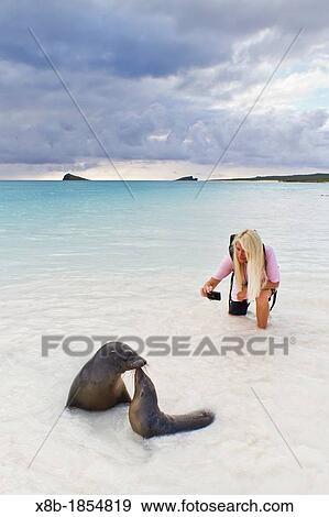Galapagos sea lion pups Zalophus wollebaeki with photographer CT Ticknor on Gardner beach on Santiago Island in the Galapagos Island Archipelago, Ecuador Model Release CT051912 View Large Photo Image Stock Photo - Galapagos sea lion pups Zalophus wollebaeki with photographer CT Ticknor on Gardner beach on Santiago Island in the Galapagos Island Archipelago, Ecuador Model Release CT051912. Fotosearch