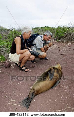Galapagos Sea Lion (Zalophus californianus wollebacki). RBbida (Jervis) island, Galapagos Islands, Ecuador View Large Photo Image Stock Image - Galapagos Sea Lion (Zalophus californianus wollebacki). RBbida (Jervis) island, Galapagos Islands, Ecuador. Fotosearch