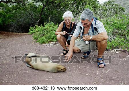 Stock Image - Galapagos Sea Lion (Zalophus californianus wollebacki). RBbida (Jervis) island, Galapagos Islands, Ecuador. Fotosearch