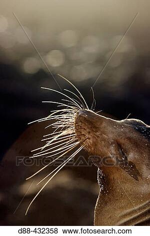 Galapagos Sea Lion (Zalophus californianus wollebacki). San Crist? bal (Chatham) island, Galapagos Islands, Ecuador View Large Photo Image Stock Photo - Galapagos Sea Lion (Zalophus californianus wollebacki). San Crist? bal (Chatham) island, Galapagos Islands, Ecuador. Fotosearch