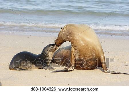 Galapagos Sea Lion (Zalophus californianus wollebacki), Santa Fe Island, Galapagos Islands View Large Photo Image Stock Photograph - Galapagos Sea Lion (Zalophus californianus wollebacki), Santa Fe Island, Galapagos Islands. Fotosearch