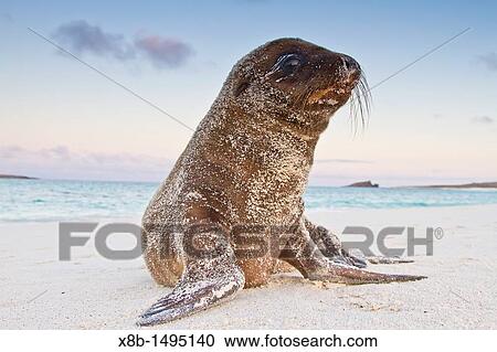 Stock Image - Galapagos sea lion Zalophus wollebaeki pup in the Galapagos Island Archipelago, Ecuador. Fotosearch