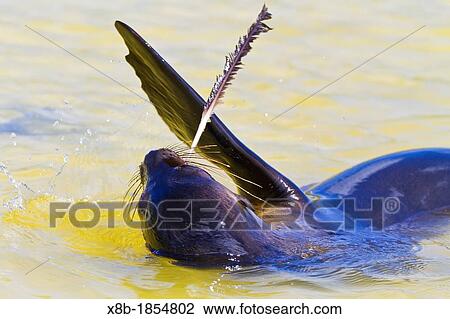 Stock Image - Galapagos sea lion Zalophus wollebaeki pup with feather in brackish pond on Gardner beach on Santiago Island in the Galapagos Island Archipelago, Ecuador. Fotosearch