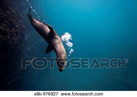 Galapagos sea lion Zalophus wollebaeki underwater in the Galapagos Island Group, Ecuador Pacific Ocean View Large Photo Image Stock Photo - Galapagos sea lion Zalophus wollebaeki underwater in the Galapagos Island Group, Ecuador Pacific Ocean. Fotosearch