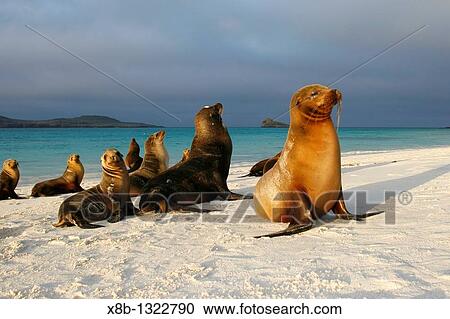 Galapagos sea lions Zalophus wollebaeki basking on the beach in the sun in Gardner Bay on Espanola Island in the Galapagos Island roup, Ecuador Pacific Ocean View Large Photo Image Stock Image - Galapagos sea lions Zalophus wollebaeki basking on the beach in the sun in Gardner Bay on Espanola Island in the Galapagos Island roup, Ecuador Pacific Ocean. Fotosearch