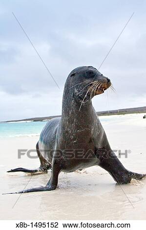 Galapagos sea lions Zalophus wollebaeki hauled out on the beach in the Galapagos Island Archipelago, Ecuador View Large Photo Image Stock Image - Galapagos sea lions Zalophus wollebaeki hauled out on the beach in the Galapagos Island Archipelago, Ecuador. Fotosearch