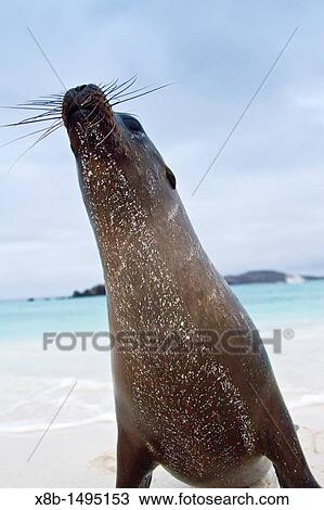 Galapagos sea lions Zalophus wollebaeki hauled out on the beach in the Galapagos Island Archipelago, Ecuador View Large Photo Image Stock Image - Galapagos sea lions Zalophus wollebaeki hauled out on the beach in the Galapagos Island Archipelago, Ecuador. Fotosearch