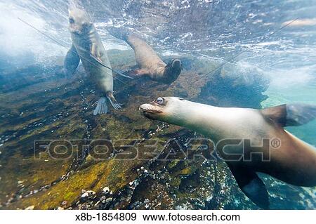 Stock Photo - Galapagos sea lions Zalophus wollebaeki underwater at Guy Fawkes Islands in the Galapagos Island Archipelago, Ecuador. Fotosearch