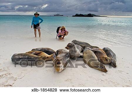Galapagos sea lions Zalophus wollebaeki with Lyn Conway and photographer CT Ticknor on Gardner beach on Santiago Island in the Galapagos Island Archipelago, Ecuador Model Release LC051712 and CT051912 View Large Photo Image Stock Photo - Galapagos sea lions Zalophus wollebaeki with Lyn Conway and photographer CT Ticknor on Gardner beach on Santiago Island in the Galapagos Island Archipelago, Ecuador Model Release LC051712 and CT051912. Fotosearch