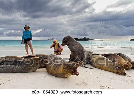 Galapagos sea lions Zalophus wollebaeki with Lyn Conway and photographer CT Ticknor on Gardner beach on Santiago Island in the Galapagos Island Archipelago, Ecuador Model Release LC051712 and CT051912 View Large Photo Image Stock Photo - Galapagos sea lions Zalophus wollebaeki with Lyn Conway and photographer CT Ticknor on Gardner beach on Santiago Island in the Galapagos Island Archipelago, Ecuador Model Release LC051712 and CT051912. Fotosearch