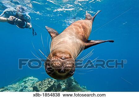 Stock Photo - Galapagos sea lions Zalophus wollebaeki underwater with snorkelers on Champion Island in the Galapagos Island Archipelago, Ecuador. Fotosearch