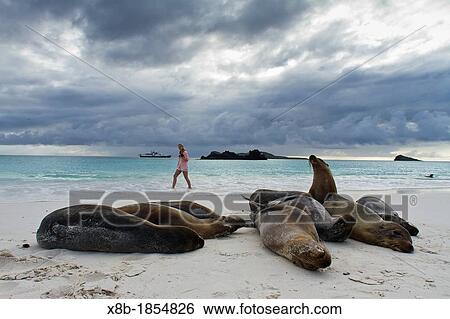 Stock Photograph - Galapagos sea lions Zalophus wollebaeki with photographers Sarah Felker on Gardner beach on Santiago Island in the Galapagos Island Archipelago, Ecuador Model Release SF051712. Fotosearch