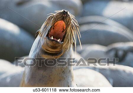 Stock Photo - Galapagos Sealion, Zalophus californianus wollebackii. Fotosearch